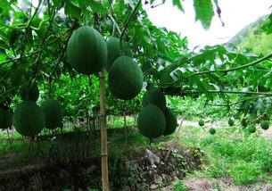 网红薄皮小吊瓜怎么吃,网红美食的多样吃法探索  第1张