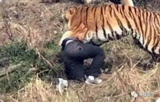 成都老虎爆料视频最新,揭秘背后惊人真相 第1张 成都老虎爆料视频最新,揭秘背后惊人真相 第1张